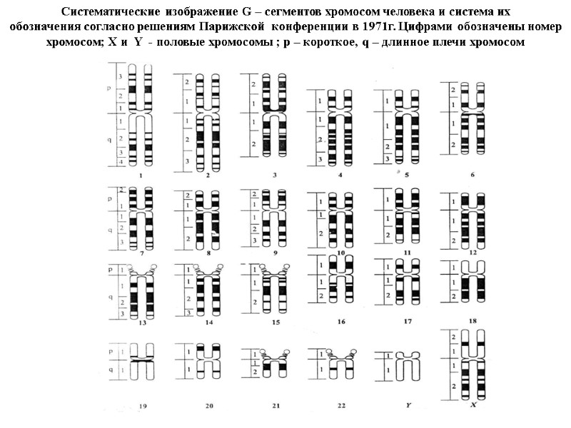 Систематические изображение G – сегментов хромосом человека и система их    